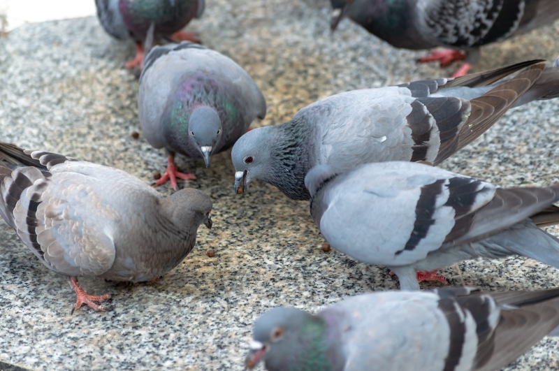 spring, 5K, rock, isolated, solid, dove - bird, animal, group of animals, animal themes, symbol, close-up, feeding, white, large group of animals, hope