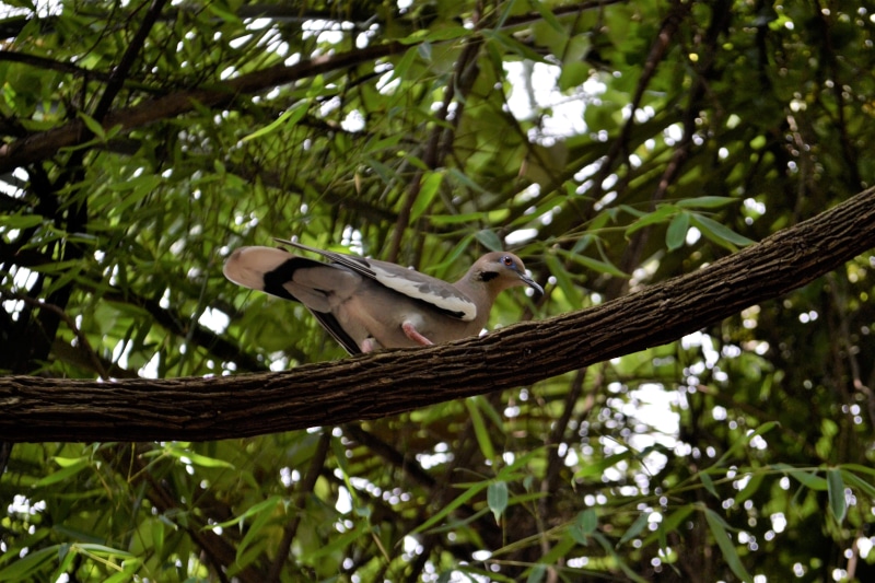 one animal, branch, wildlife, wild, growth, perching, fawn, animal themes, leaf, animal, animal wildlife, dove, bird, hiding, heaven, hidden, animals in the wild