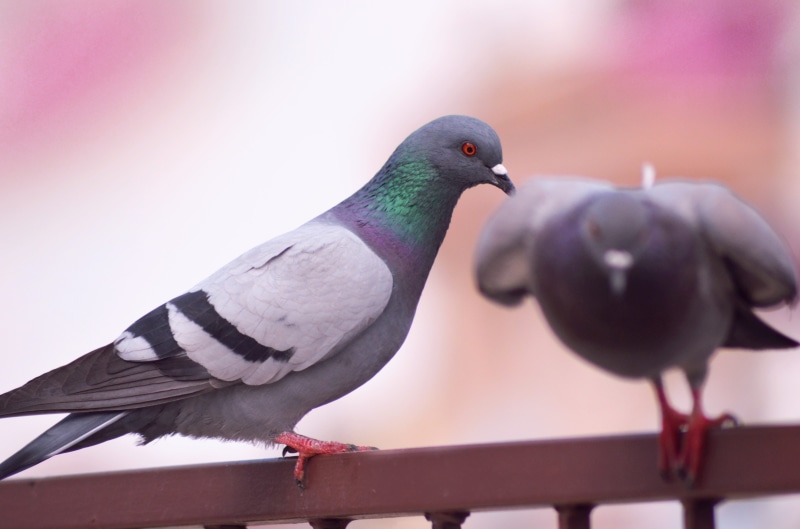 no people, bird, beauty in nature, outdoors, life, color, wildlife, wing, animal wildlife, dom, outdoor, white, care, fly, animals in the wild, pigeon