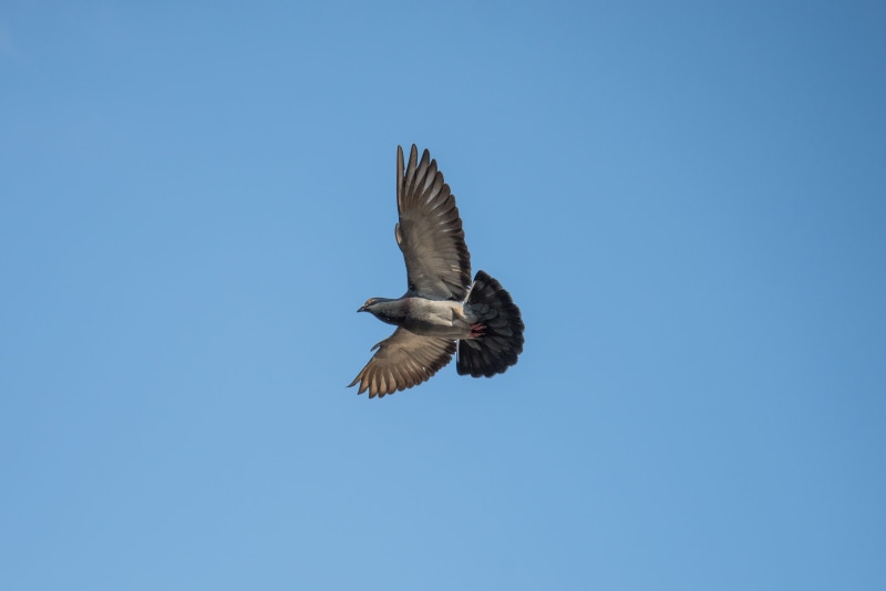 spiritual, Bird, Flight, symbol, eagle, vertebrate, wing, hope, holy, sky, flying, spread wings, animals in the wild, Pigeon, blue, animal wildlife, soaring