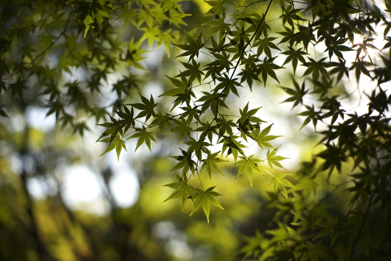 plant, tree, Kobe, Sony Alpha, nature, trees, focus, outdoors, branch, season, green leaf, F1.4, forest, adapter, 4K, Alpha 7R, close, red, Voigtlander