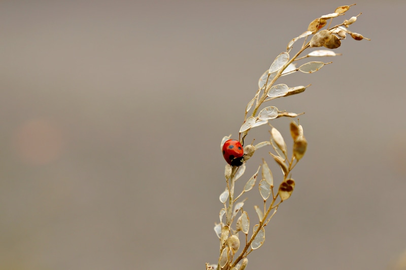 way, ladybug, shallow, focus, twig, macro, Lady Bug, brown, 2K, bug, insect, plant, close-up, animal, nature, Straße, Sony Alpha 65, photography, red