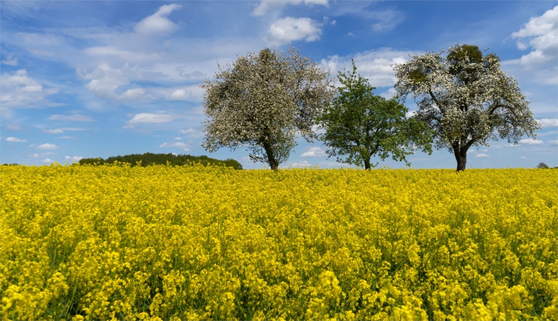 tree, 5K, spring, plant field, flower, oilseed Rape, SEL2870, canola, Light, Licht, outdoors, agriculture, summer, clouds, blue, Wolken, green leaf, yellow