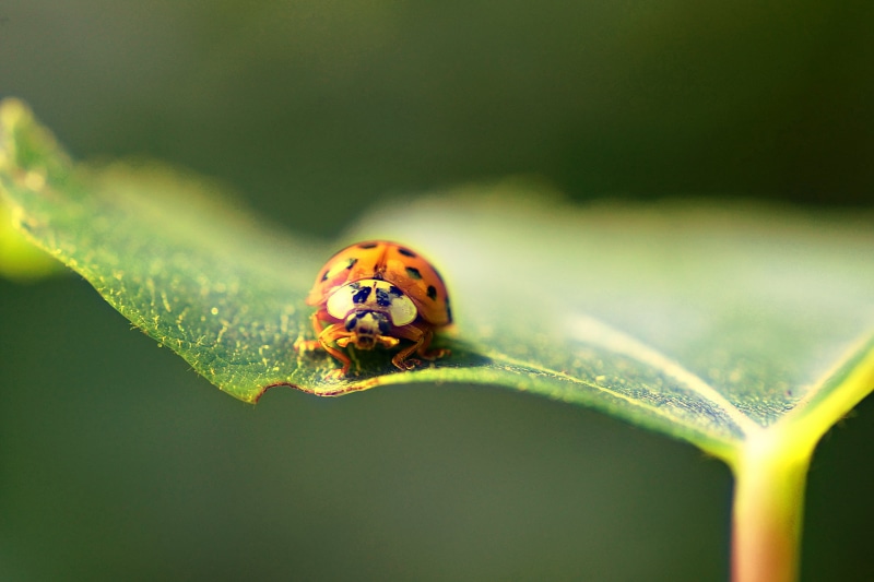 close-up, shallow, focus, plant, small, f28, bird, ladybug, photograph, macro, Tamron, Typ, grass, yellow, shallow focus, green Color, beetle, green, Lady Bug