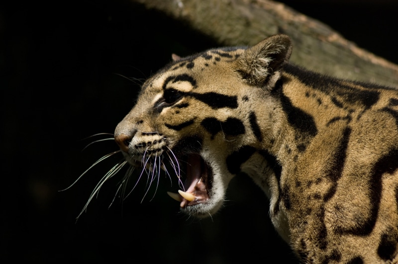 nature, Clouded Leopard, neofelis, Animals, Neofelis Nebulosa, Sony, Neofelis  nebulosa, A350, black, animals In The Wild, danger, leopard, black leopard
