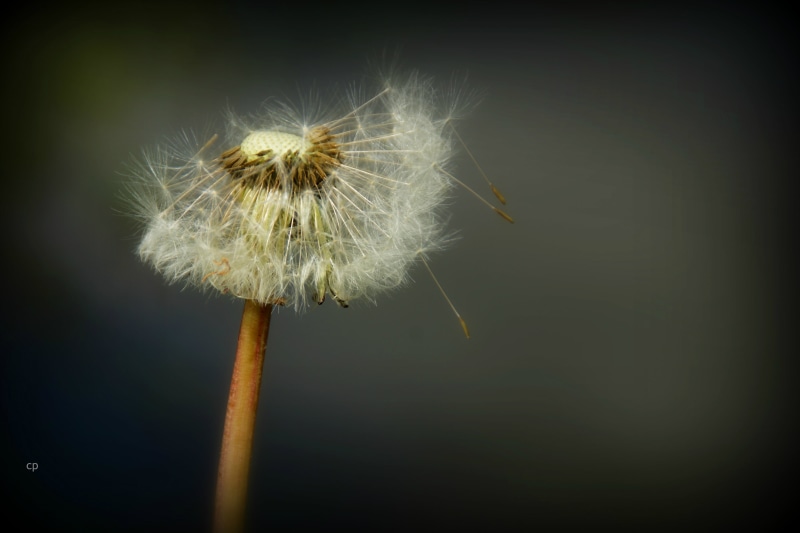 ma fleur, fluffy, close-up, 4K, plant, seed, nature, photography, single Flower, flower, macro photography, dandelion, macro, summer