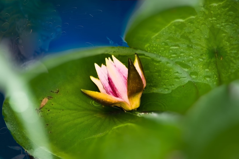 no people, aquatic plant, Flower, outdoors, garden pond, nature, water flower, water, close-up, flowering plant, plant, petal, leaf, vulnerability, beauty in nature