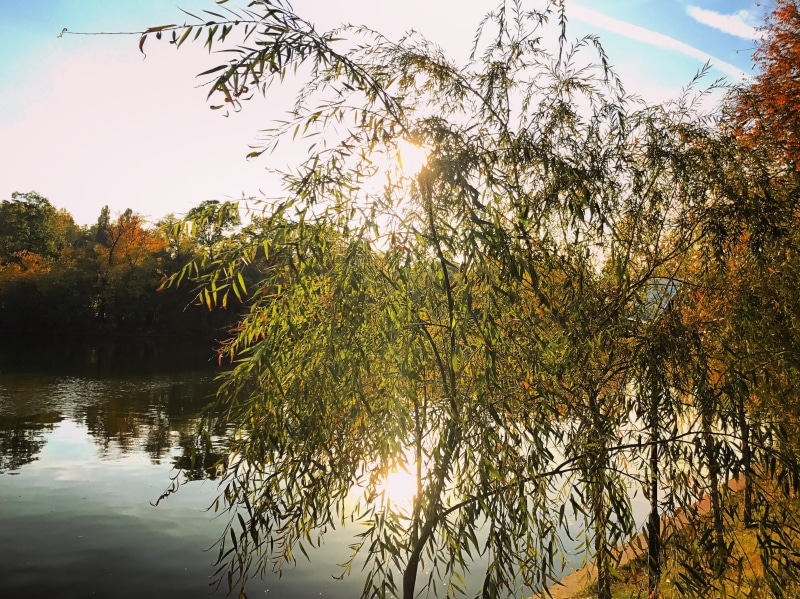 reflection, sunbeam, romania, beauty in nature, sunlight, growth, nature, tei, outdoors, tranquility, non-urban scene, plant, bucharest, sun, tree, tranquil scene