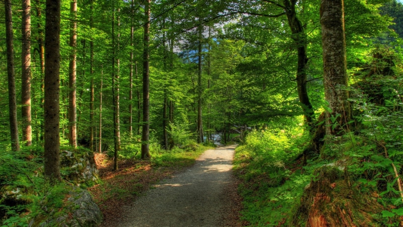nature, 1080P, Forest, hd nature wallapers, 1920x1080, path, tree