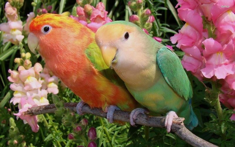4k wallapers, bird, 1080P, 1920x1200, Animal, Parrot, hd animals, animals