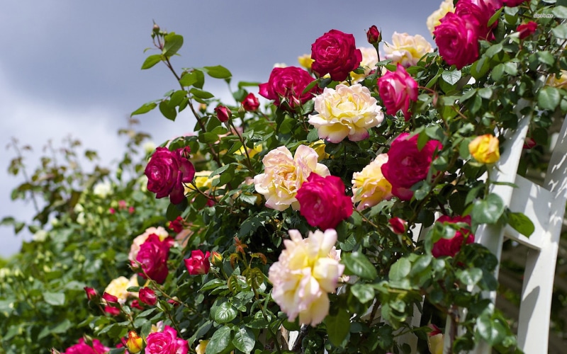 flower, 4K, HD WALLAPERS, Rose, 1080P, 1920x1200, Flowers