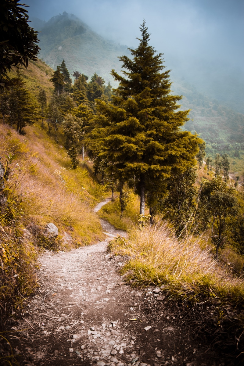 tranquility, leafed, way, transportation, ground, #portaitphotography #wallpaper #hdwallpaper #iphonewallpaper #background #iphonebackground, 5K, plant