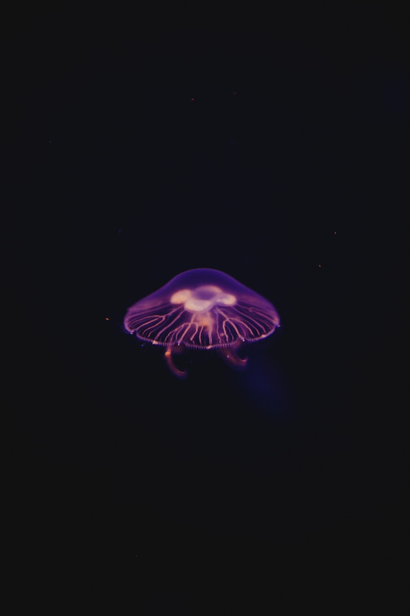 animals in the wild, phone backgrounds, lock screen background, beauty in nature, animal themes, aquarium, iphone backgrounds, no people, sea