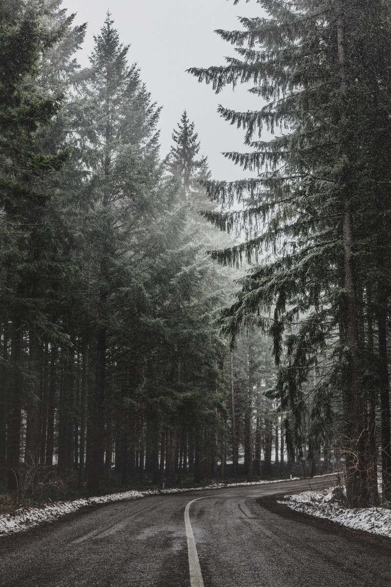 curve, gray, bend, winter, day, pine tree, asphalt, lane, road, forest, tranquility, nature, direction, treelined, fog, snow, no people, beside