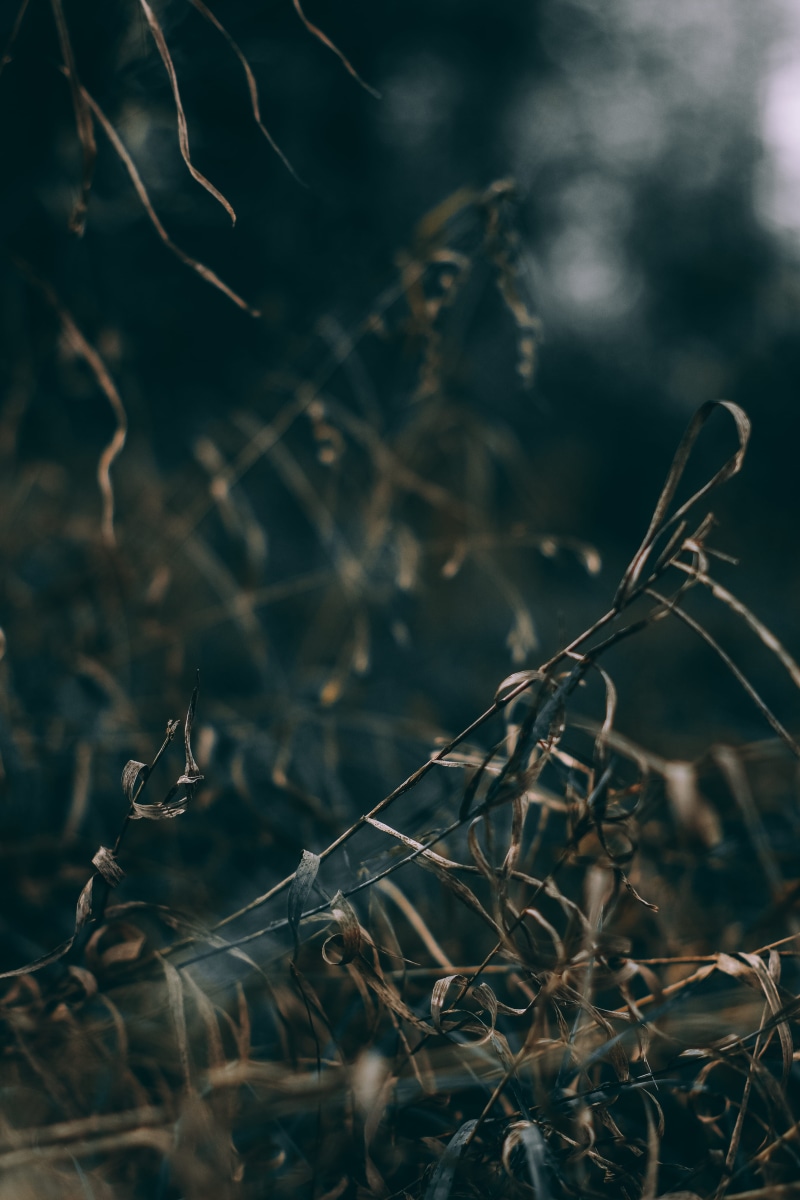 dead, iphone, lock screen background, focus, photography, leaf, plant part, selective, close-up, land, wood, web, fragility, iphone backgrounds