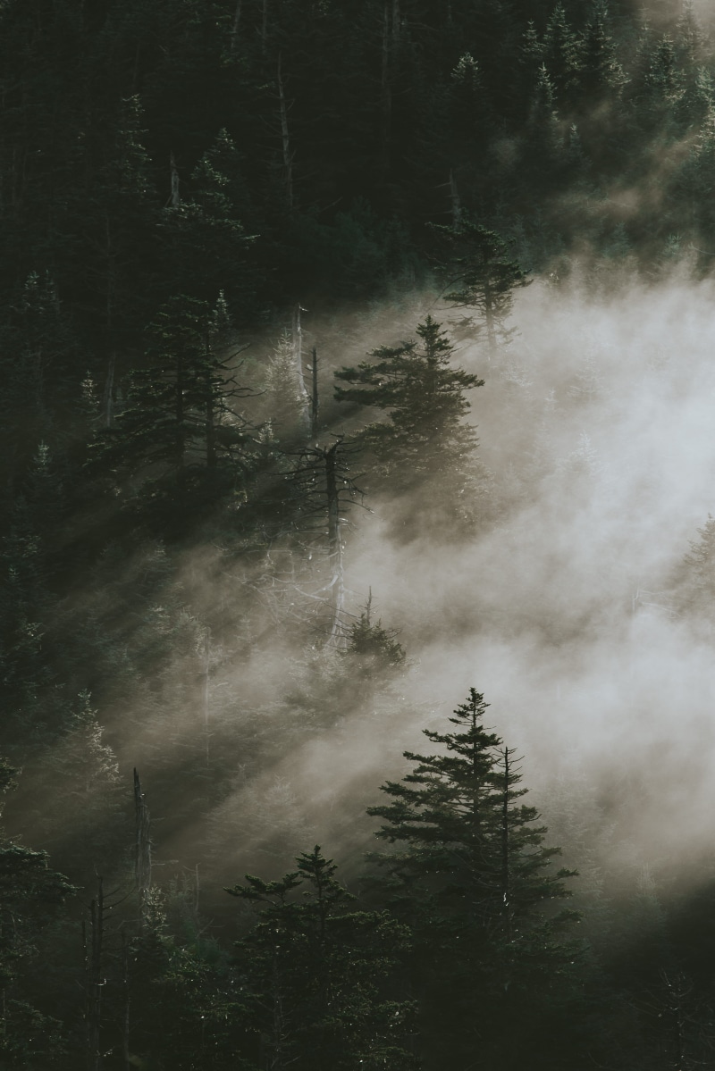 coniferous tree, mountain, tranquil scene, tranquility, day, photography, morning, landscape, android backgrounds, surrounded, fogs, trees, land