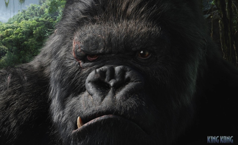 animals in the wild, Kong, monkey, portrait, one animal, animal themes, animal wildlife, ape, vertebrate, black color, close-up, day, animal head, King Kong