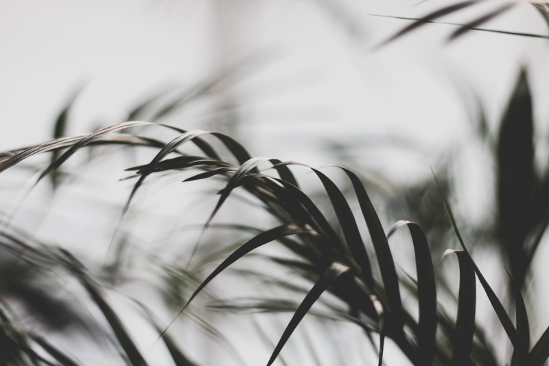 botany, relax, cereal plant, dream, closeup, focus on foreground, leaves, green color, goa, low angle view, plants, crop, leafed, focus, love, outdoors