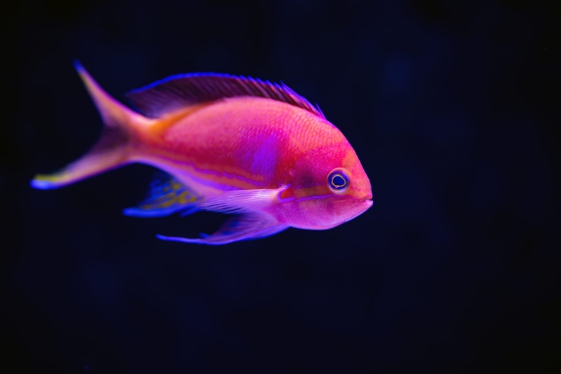 animals in captivity, tropical fish, underwater, animal wildlife, animals in the wild, vertebrate, profile view, marine, close, animal, black background