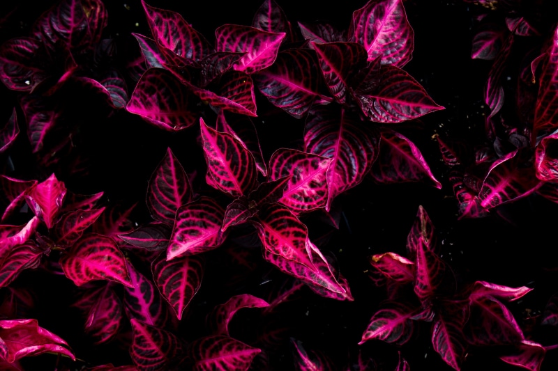 katherine chase, nature, maine, plant, plant part, black background, magentum, full frame, backgrounds, pink, plants, studio shot, flower garden, close-up