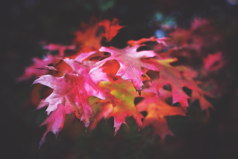 5K, maple leaf, plant part, vulnerability, leaf, close-up, magentum, focus on foreground, leafe, beauty in nature, fragility, outdoors, maple tree, fall