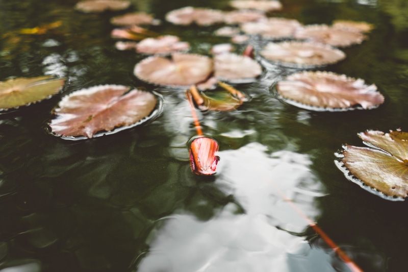 body, beautiful, brown, photo, magentum, pink, lily, floating, orange, outdoors, 5K, floating on water, green, leaf, animal, rose, pond, plant part, animal wildlife