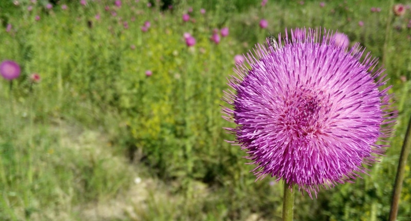 nature, thistle, inflorescence, floral, day, growth, produce, greenery, vulnerability, freshness, food, flower head, flowering plant, green, close, landscape