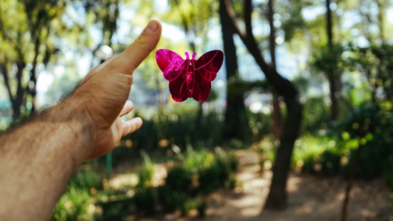 catch, focus on foreground, one person, petal, human hand, arm, hold, human body part, nature, person, release, plant, outdoors, fragility, holding, flowering plant