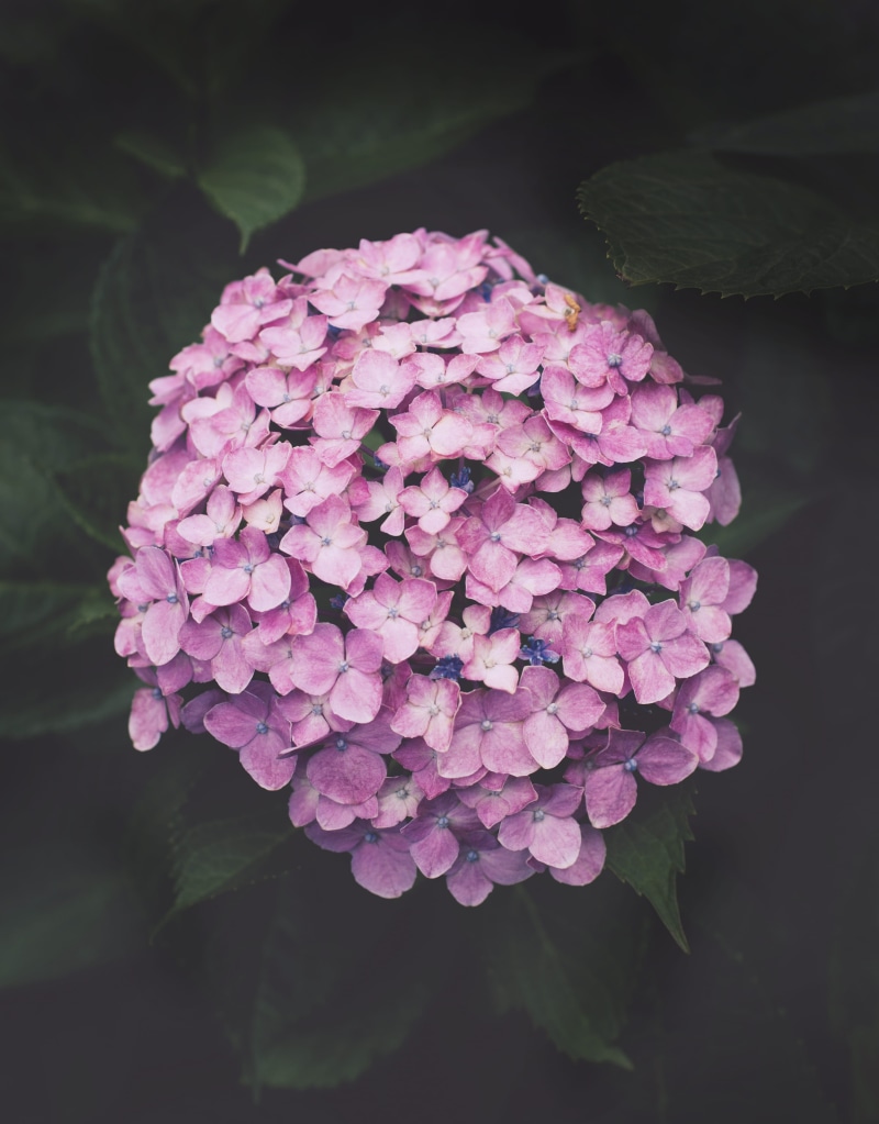 flower head, botanical, selective, freshness, flower garden, pink, dark, day, pink flower, garden, flowering plant, nature, magenta　pink, focus, leaf, plant