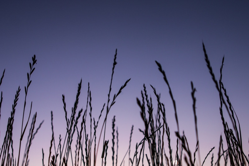 nighttime, vignette, clear sky, magentum, crop, tranquility, day, wheys, stalk, outdoors, field, cereal plant, agriculture, green, land, blue, wheat, 4K