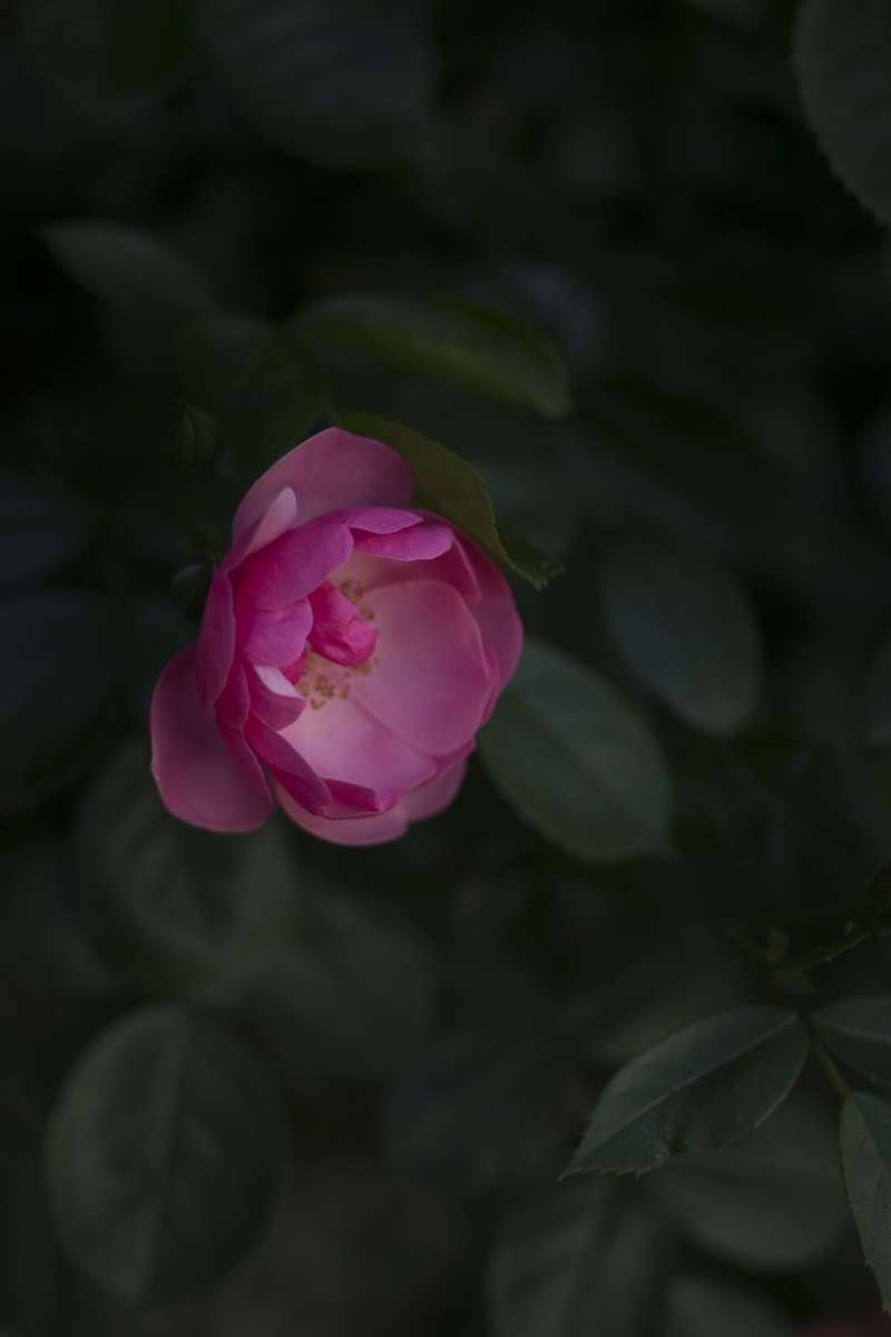 nature, photography, flora, beauty in nature, magentum, pink color, selective, close-up, 5K, leaf, focus, growth, pink, plant, inflorescence, petal, vulnerability