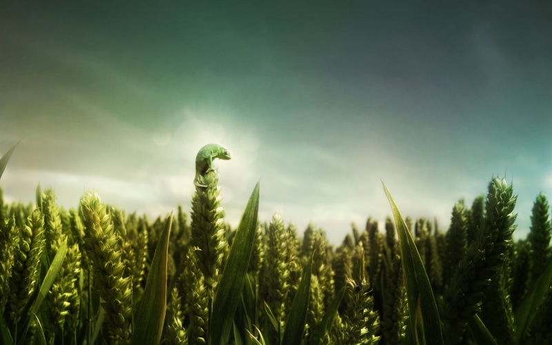 green Color, food, crop, vibrant Color, freshness, meadow, animals, growth, plants, farm, springtime, organic, cultivated, cloud - Sky, sun, season, green