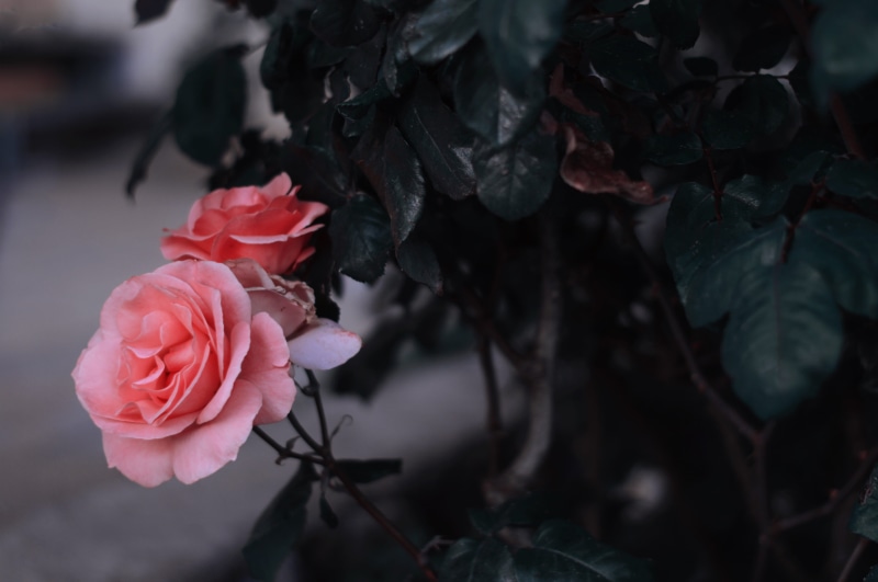 summer, symmetrical, nazareth, focus, israel, plant, flower, petal, rose, photography, rose - flower, vulnerability, flower head, springtime, focus on foreground