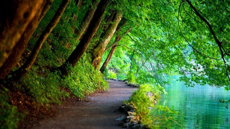 trunk, green, 720P, forest, path, tree, tree trunk, trees, growth, tranquil scene, nature, landscape, diminishing perspective, river, beauty in nature
