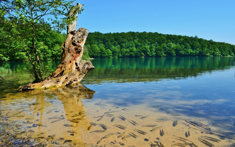 clear, forest, croatia, beauty, plitvice, 2K, paradise, lakes, green, sky, blue, spring, hd, desktop, water