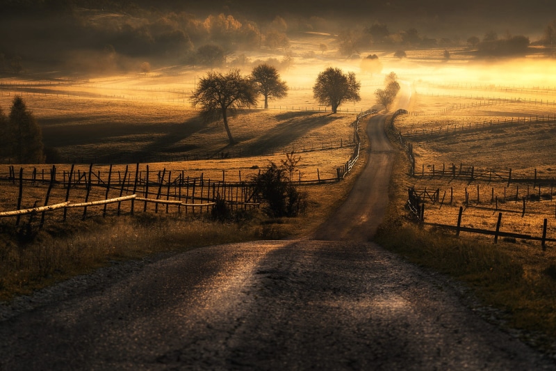 forest, morning, path, trees, Adnan Bubalo, sunlight, dirt road, 1080P, fence, landscape, mist, nature, outdoors, field