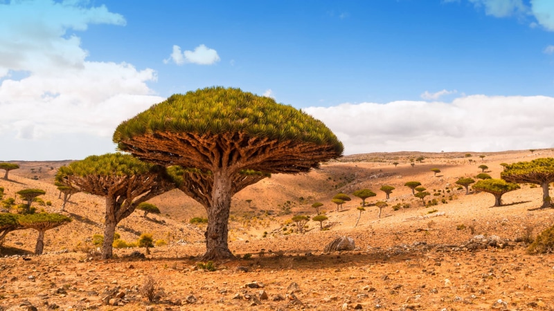 yemen, desktop, island, socotra, dragon, trees, desert, landscape, dicksam, 1080P, hd, plateau