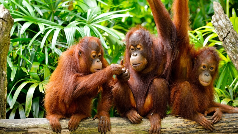 borneo, family, malaysia, hd, orangutans, cute, jungle, island, 1080P