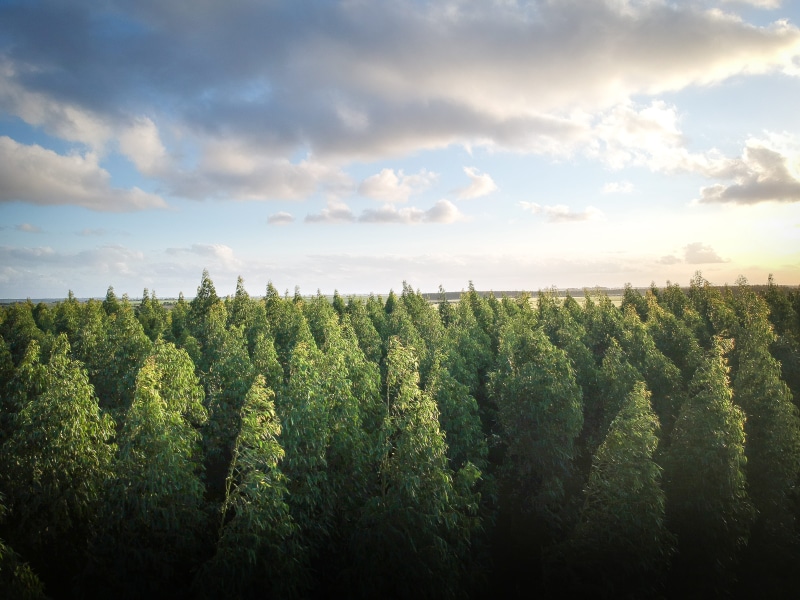 scenic, land, trees, landscape, 4K, aerial shot, no people, birds eye view, outdoors, growth, from above, plant, tranquility, tree, cloud - sky, woods