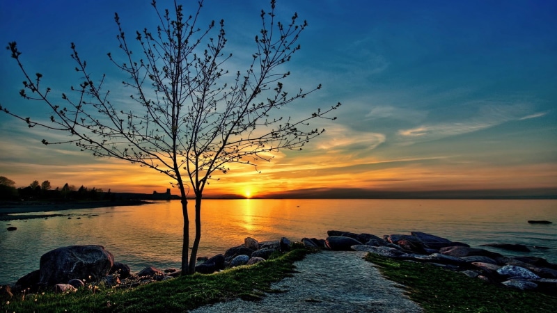 tree, tranquility, tranquil scene, land, orange color, yellow, trees, solid, nature, sea, black, water, outdoors, scenics - nature, HDR, rock - object