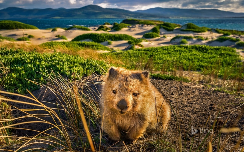 looking at camera, field, vertebrate, 1080P, maria, wombat, bing, deskt, nature, land, animals in the wild, mammal, tasmanian, animal wildlife, island
