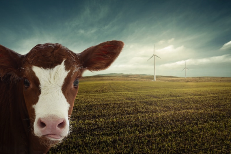 animal welfare, outdoors, calf, windräder, livestock, environmental conservation, vegan, domestic animals, responsibility, pets, turbine, current, resources