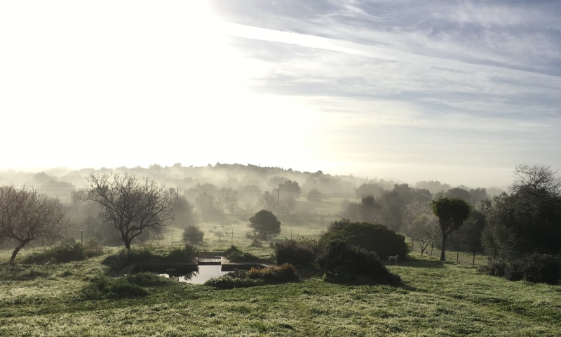 tree, green, environment, sky, countryside, tranquil scene, land, day, beauty in nature, tranquility, global, save, world, meadow, plant, sun, fog, climate change