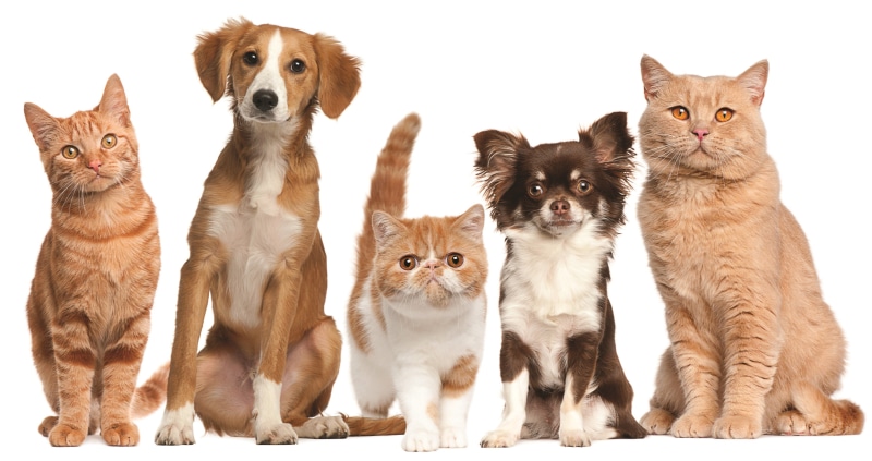 brown, cat, sitting, Pets, white Background, group Of Animals, dogs, cut Out, cats, friendship, animal family, one Animal, canine, domestic Cat, portrait