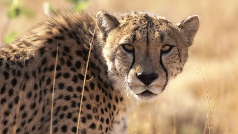 animals, 1080P, hd, cheetah