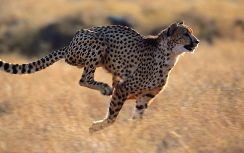 run, animals, cheetah, hd, 1080P
