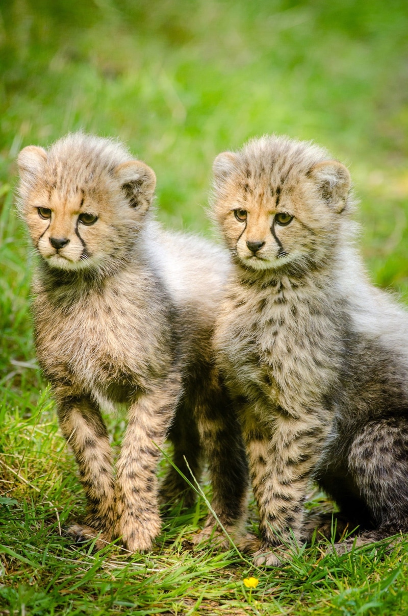 cub, animal family, feline, animal wildlife, undomesticated Cat, two animals, outdoors, animals, animal themes, grass, Cubs, carnivore, no people, mammals
