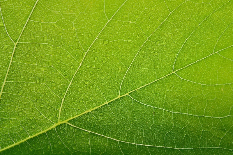 background, vulnerability, beauty in nature, backgrounds, plant part, leaf vein, textured, 4K, botany, green color, day, nature, growth, outdoors, closeup