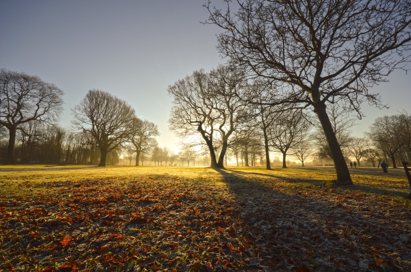 leyland, outdoor, Morning, sunlight, orange, nature, sun, rural Scene, leaves, Frosty, 5K, winter, family, sunset, bare, outdoors, bare trees, surrounded