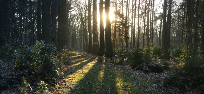 daytime, gray, shadow, dreamy, forest, green, panorama, woodland, non-urban scene, scenics - nature, tree, beauty in nature, nature, tranquility, no people